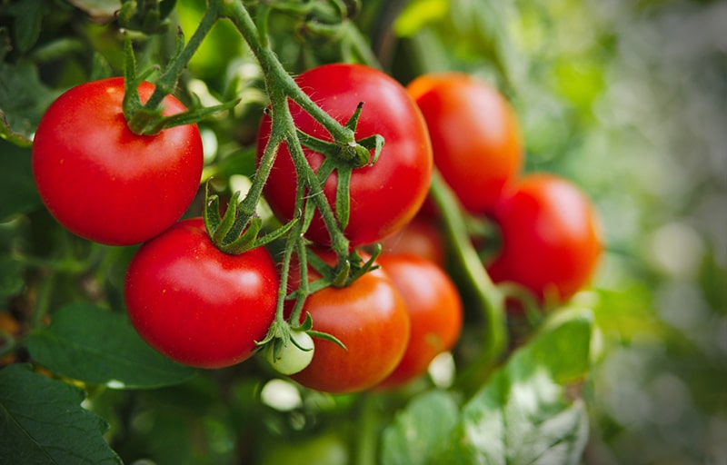 Vì cà chua rất giàu carotenoid nên chúng là một thực phẩm tuyệt vời để duy trì làn da khỏe mạnh