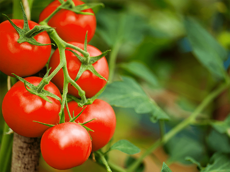 Tại sao cà chua lại có tác dụng làm trắng răng?